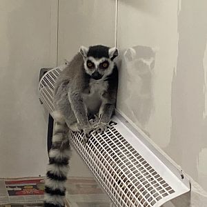 Ring-tailed lemur 111222