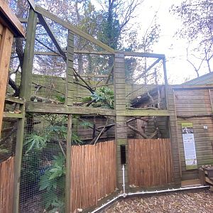 Owston’s palm civet enclosure 111222