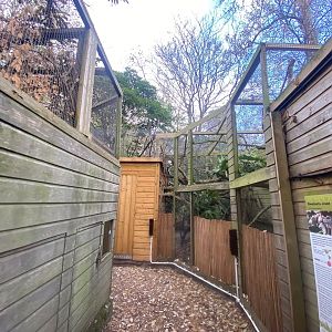 Owston’s palm civet enclosure 111222