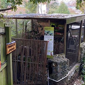 Blue-throated conure aviary 111222