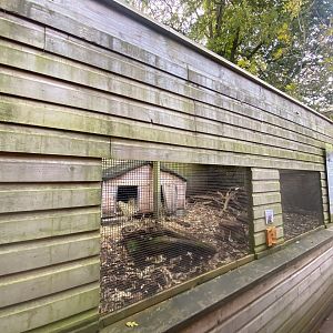Azara’s agouti enclosure 111222