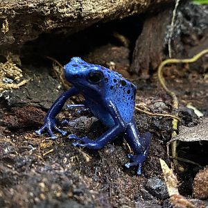 Blue poison dart frog 111222