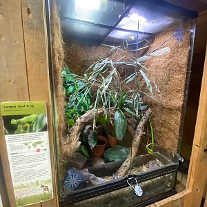 Lemur leaf frog exhibit 111222