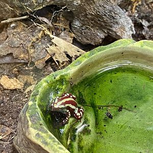 Anthony’s poison arrow frog 111222