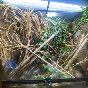 Yellow-headed day gecko exhibit 111222