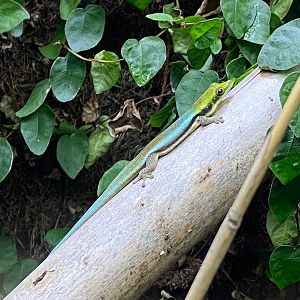Yellow-headed day gecko 111222
