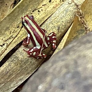 Anthony’s poison arrow frog 111222