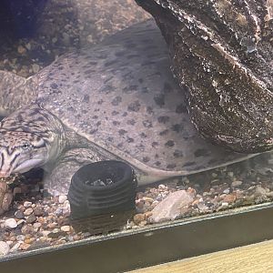 Softshell Turtle Id?