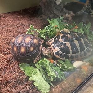 Tortoise Ids?