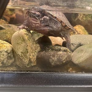 Turtle Id?