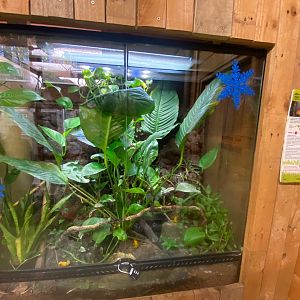 Bicolored poison dart frog exhibit 111222