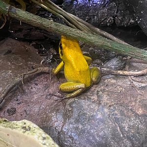 Bicolored poison dart frog 111222