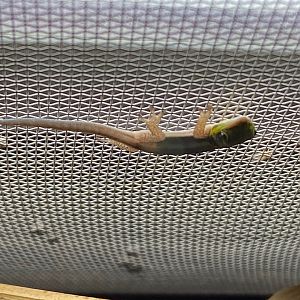 Juvenile Yellow-headed day gecko 111222