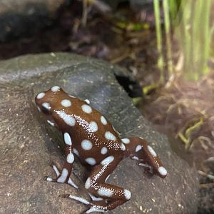 Maranon poison frog 111222