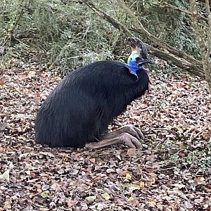 Southern cassowary 161222