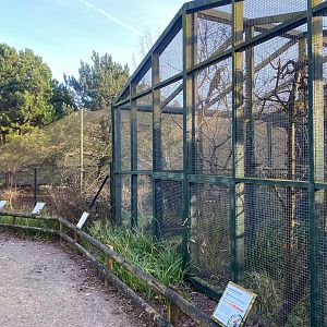 Black and Wrinkled hornbill aviaries 161222