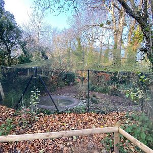 Scarlet Ibis aviary 161222