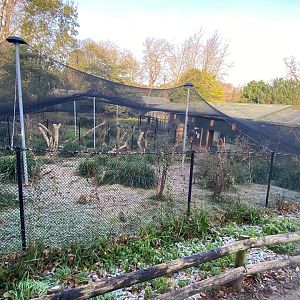 Magpie goose aviary 161222