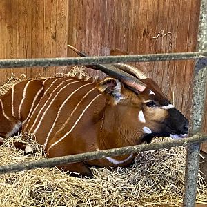 Eastern bongo 161222