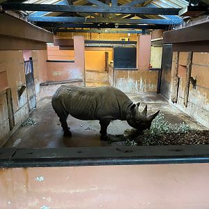 Eastern black rhinoceros 161222