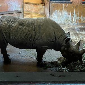 Eastern black rhinoceros 161222