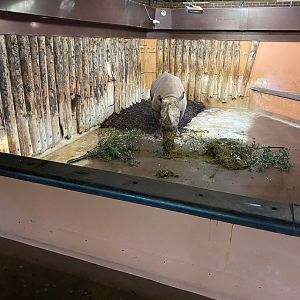 Eastern black rhinoceros 161222