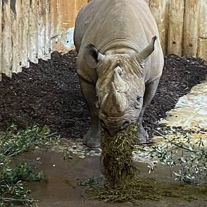 Eastern black rhinoceros 161222