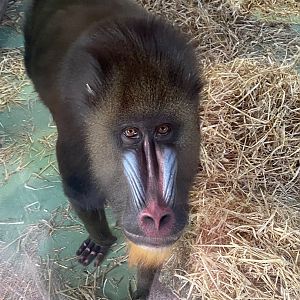 Mandrill 161222