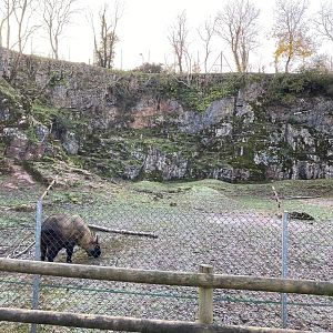 Mishmi takin enclosure 161222