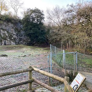 Mishmi takin enclosure 161222