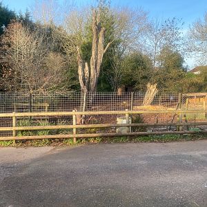 Red river hog enclosure 161222