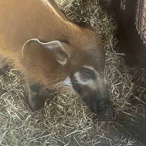 Red river hog 161222