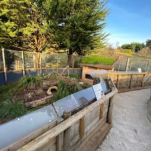 Dwarf mongoose enclosure 161222