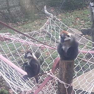 Monkey Heights - Cherry-crowned mangabeys 161222