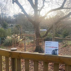 Monkey Heights- Diana monkey enclosure 161222