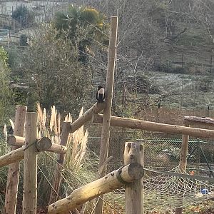 Monkey Heights- Diana monkey 161222