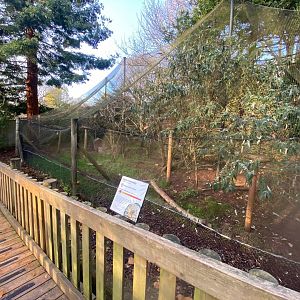 Monkey Heights- Azara’s agouti and Common squirrel monkey enclosure 161222