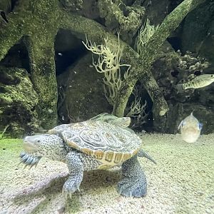 Diamondback Terrapin