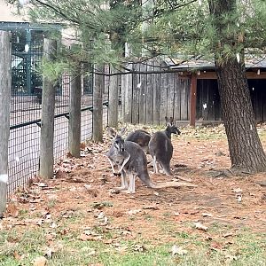 Kangaroo Exhibit