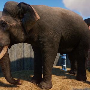 Planet Zoo - Indian Elephant Bull