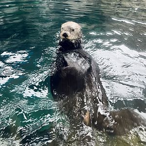 Sea Otter