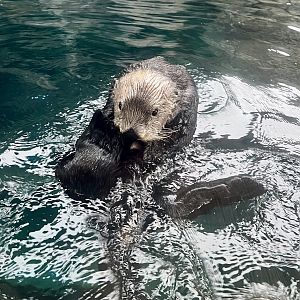Sea Otter