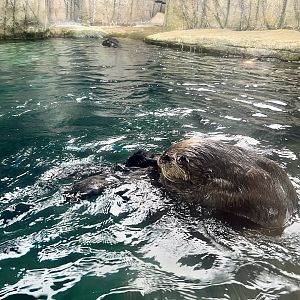 Sea Otter