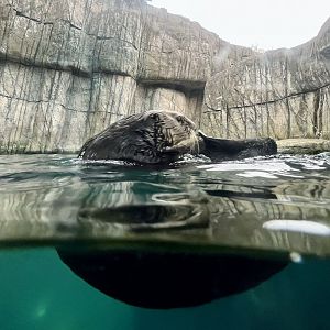 Sea Otter