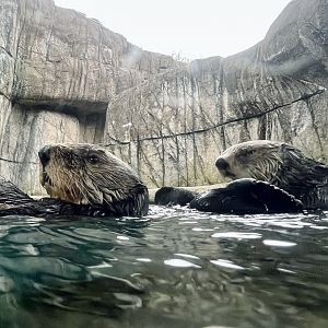 Sea Otters