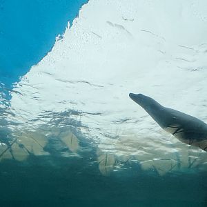 Sea Lion