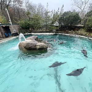 California Sea Lion Exhibit