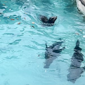 California Sea Lions