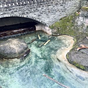 American Beaver Exhibit