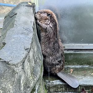 American Beaver